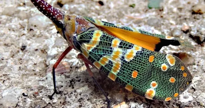 Lantern bug