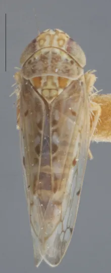 Atanus perspicillatus