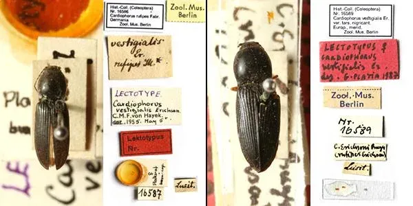 Platynychus click beetle