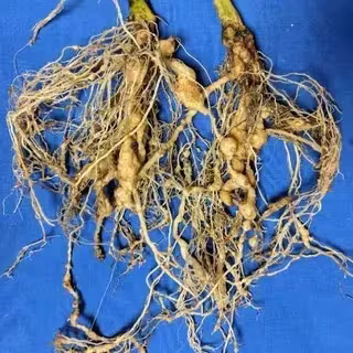 Peanut root-knot nematode