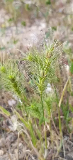 Heteranthelium piliferum