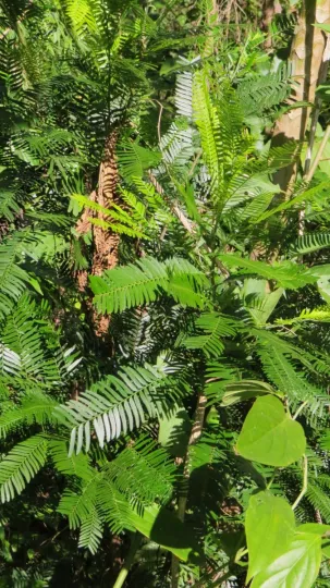 Holocalyx glaziovii