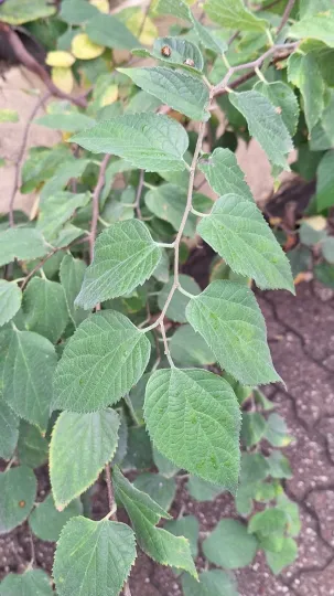 Каркас южный