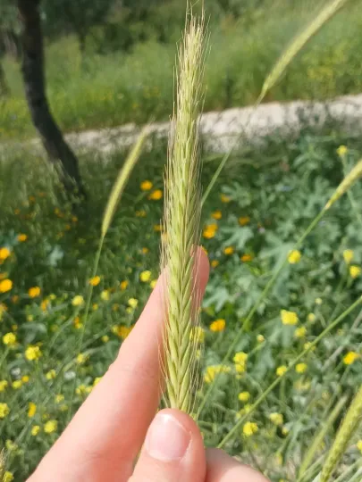 Bulbous barley