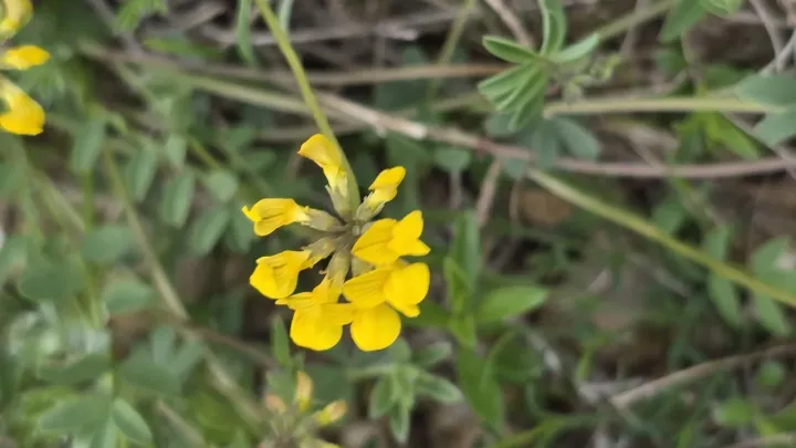 Horseshoe vetch