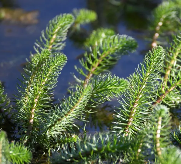 Common mare's tail