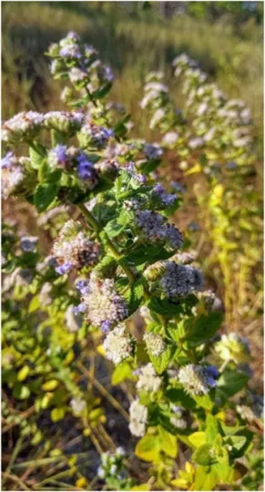 Hyptis crenata