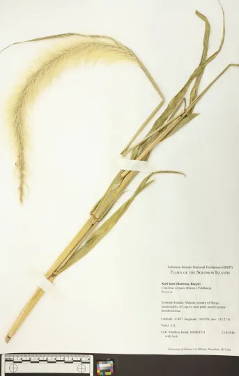 Cenchrus elegans