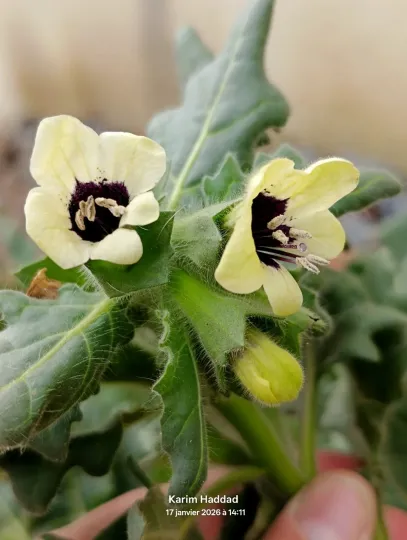 White henbane