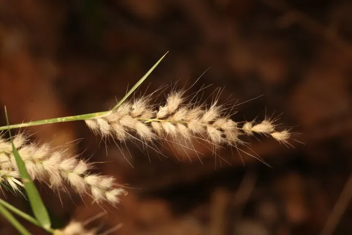 Cenchrus pedicellatus