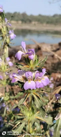 Hygrophila auriculata