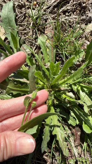 Hedypnois rhagadioloides