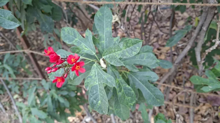 Jatropha acuminata