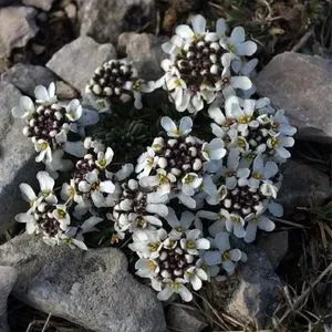 Иберийка скальная