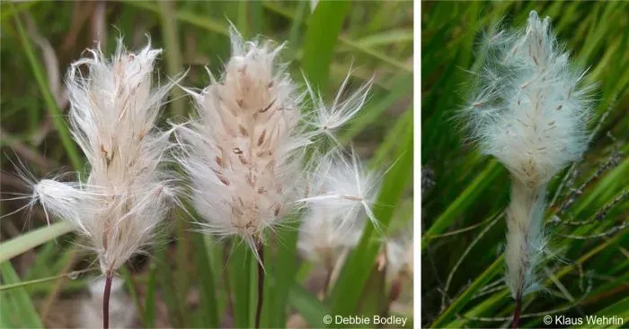 Imperata contracta