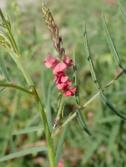 Indigofera charlierana