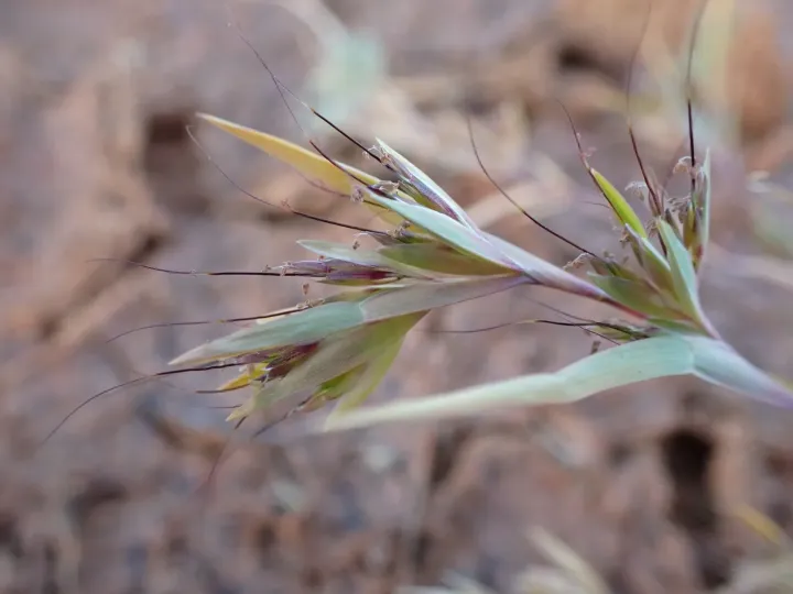 Small Flinders grass