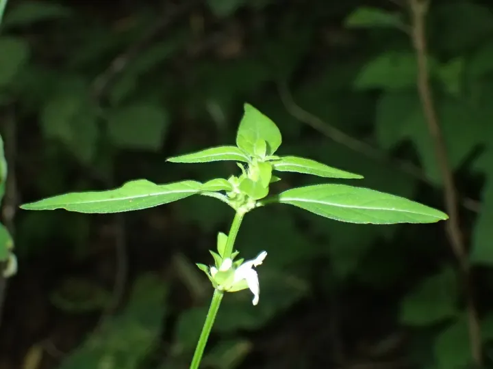 Justicia striata
