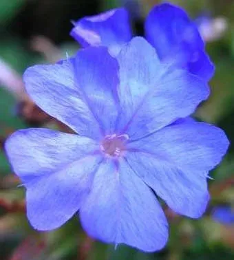 Ceratostigma abyssinicum