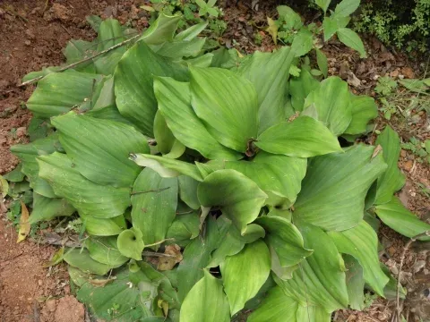 Kaempferia galanga