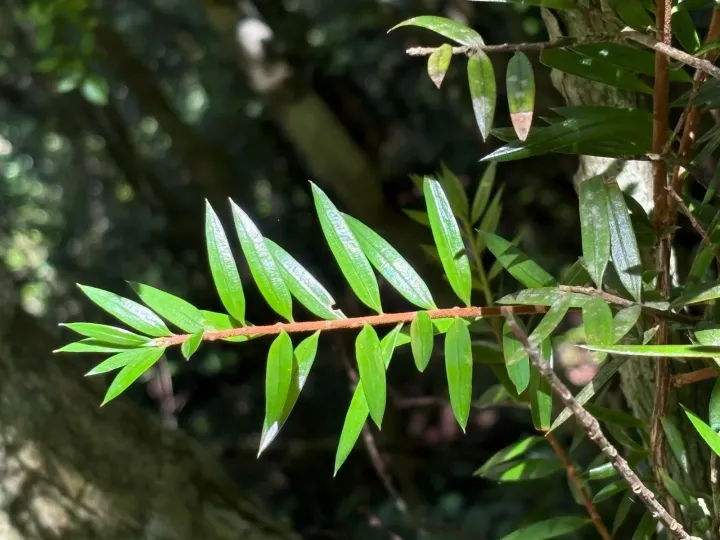 David's Keteleeria
