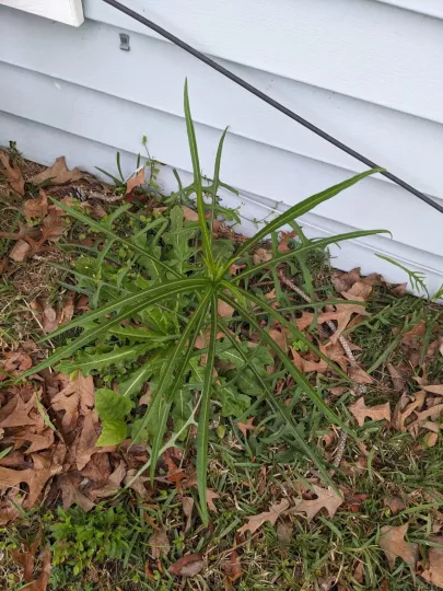 Grass-leaf lettuce