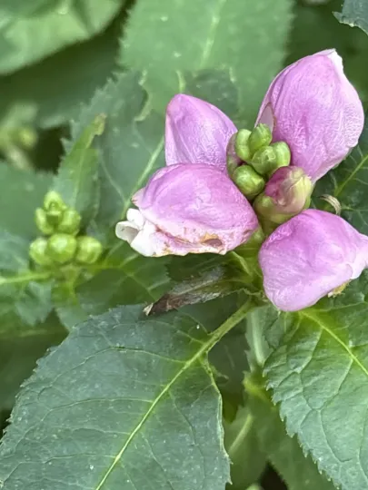 Pink Turtlehead