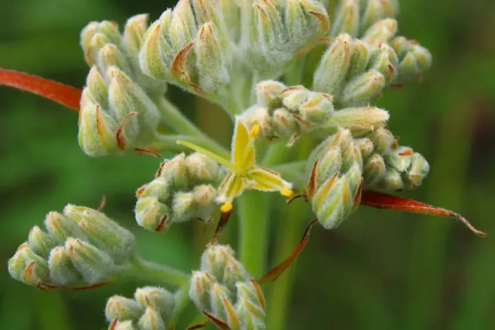 Lachnanthes