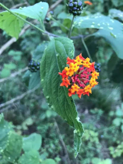 Lantana cujabensis