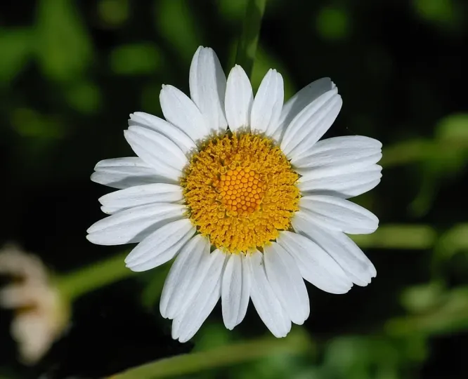 Portuguese daisy