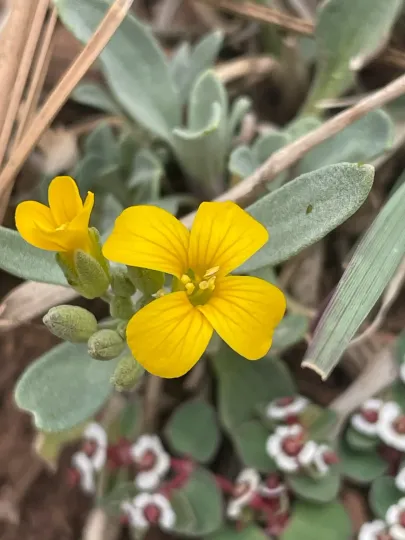 Lesquerella fendleri