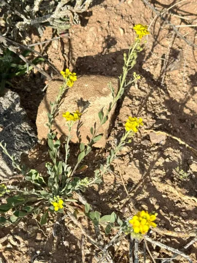 Lesquerella gordonii