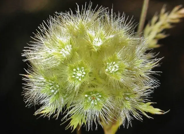 Lagoecia cuminoides