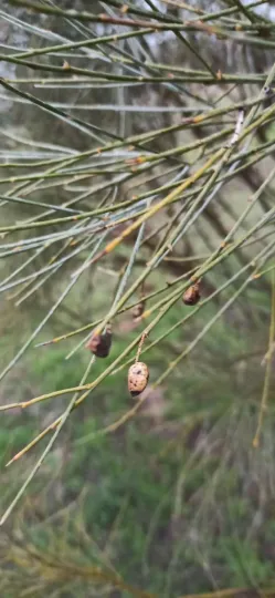 Retama sphaerocarpa