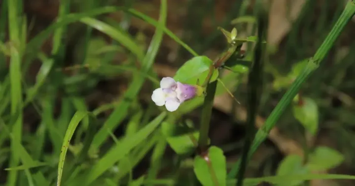 Vandellia laotica