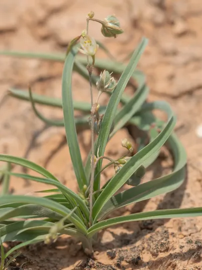 Chlorophytum laxum