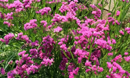 Limonium occidentale