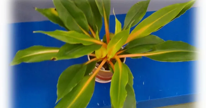 Chlorophytum orchidastrum