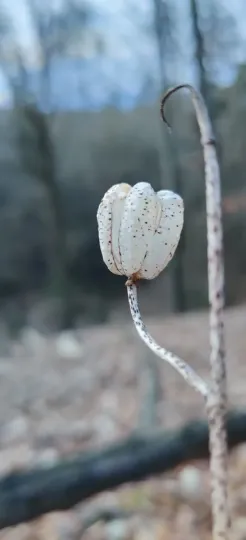 Лілія кучерява