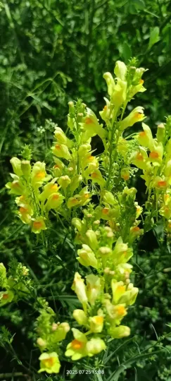 Bieberstein toadflax