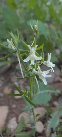 Aleppo toadflax