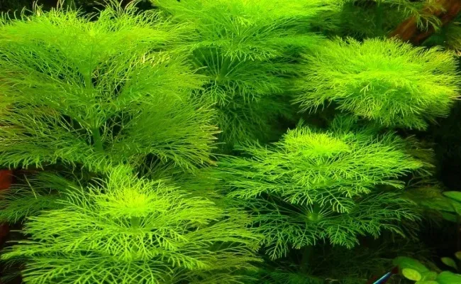 Limnophila heterophylla