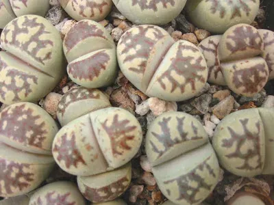 Lithops bella