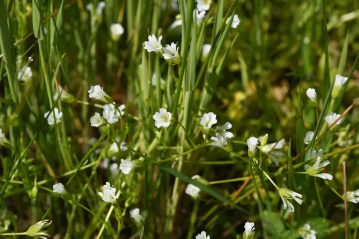 Baker's meadowfoam