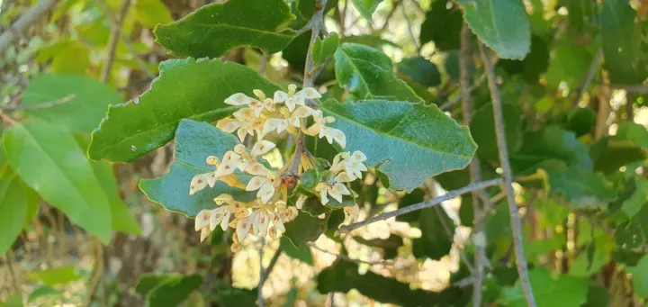 Lomatia dentata