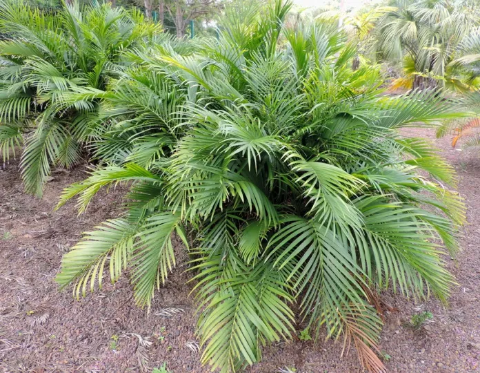 Cascade palm