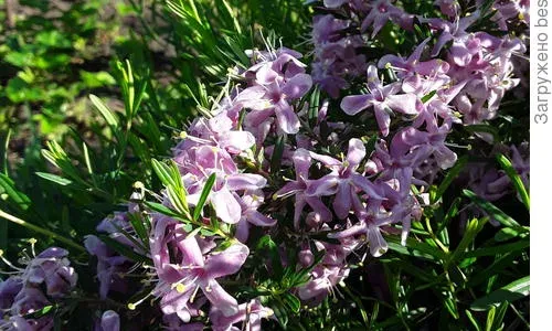 Albert's honeysuckle