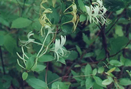 Narrow-leaf honeysuckle