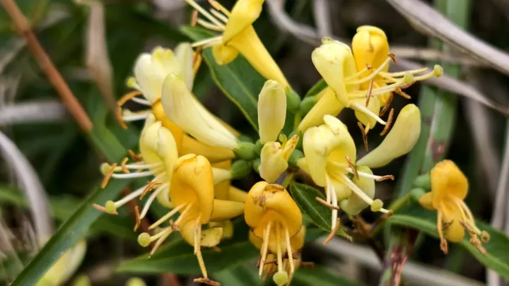 Girald honeysuckle