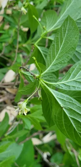 Glehn's honeysuckle